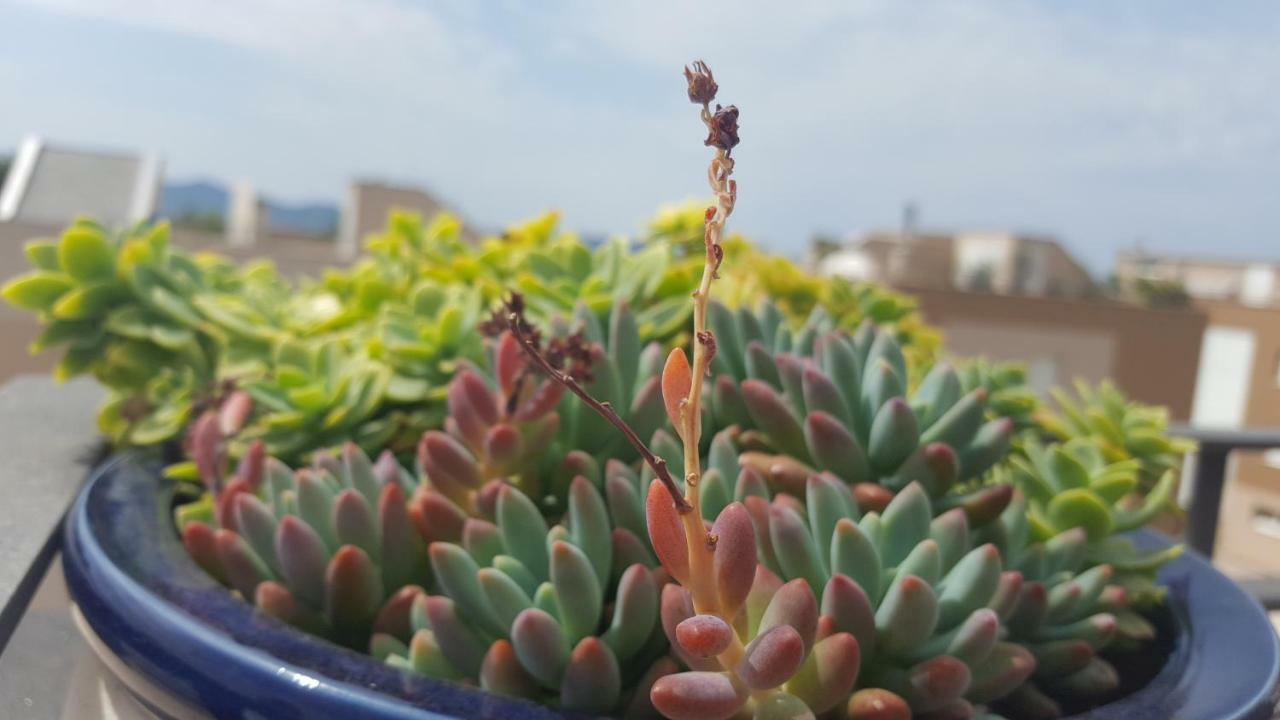 Apartment Garden Terrace زادار المظهر الخارجي الصورة